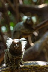 black and white lemur