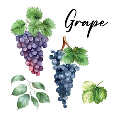 Obraz premium Hand drawn watercolor painting on white background. Vector illustration of fruit grapes