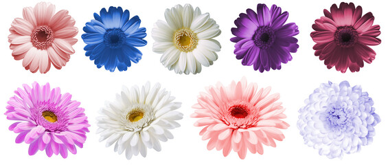 Flowers  isolated on transparent background