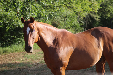 Fototapeta premium horse 