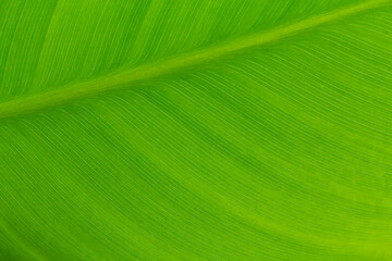 Macro of light green leaf nature background, copy space, pattern, wallpaper. Background for invitation card, calendar, postcard, gift paper. Banner, cover, mockup, for your design. Abstract of leave