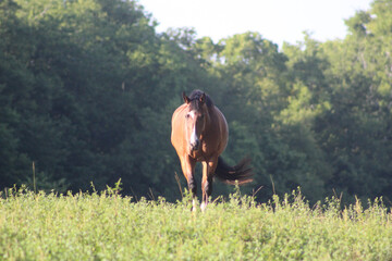 horse walking through pasture