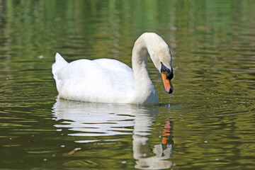 Naklejka premium Swan reflected on the Tiverton Canal 
