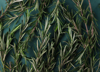 fresh sprigs of healthy fragrant rosemary close-up on a dark green background. for screensavers, signs, banners, labels, etc.