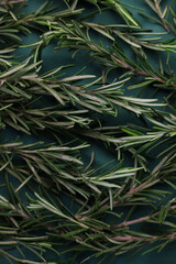 fresh sprigs of healthy fragrant rosemary close-up on a dark green background. for screensavers, signs, banners, labels, etc.