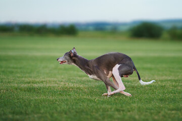 greyhound dog runs on the lawn. Whippet plays on grass. Active pet outdoors