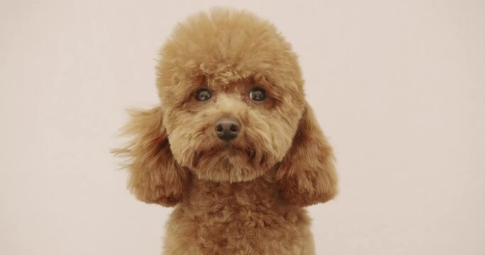 The poodle dog sits properly and looks at the camera after finishing the haircut. The amusing canine sat calmly at the grooming salon or veterinary clinic. Cute poodle dog getting haircut.