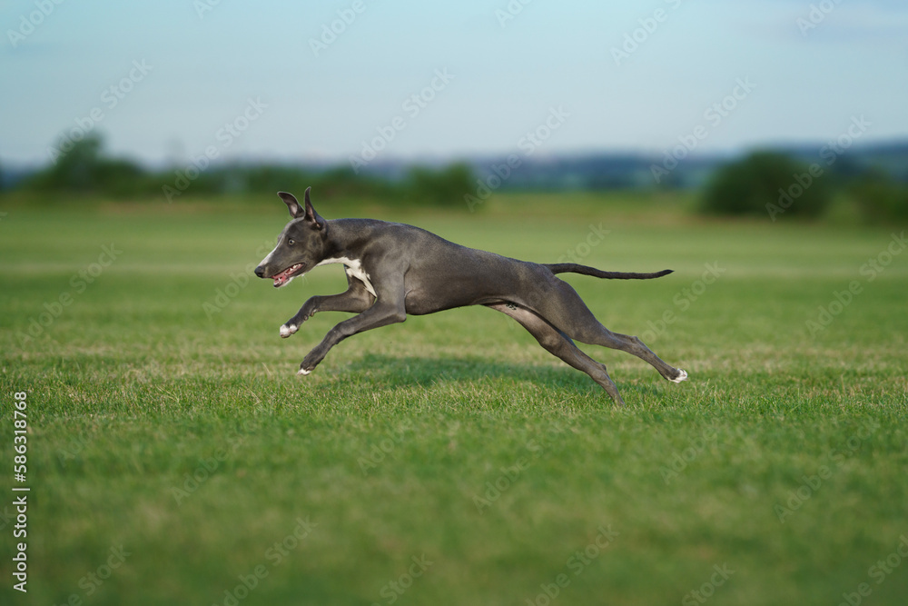 Wall mural greyhound dog runs on the lawn. Whippet plays on grass. Active pet outdoors