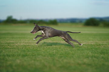 greyhound dog runs on the lawn. Whippet plays on grass. Active pet outdoors