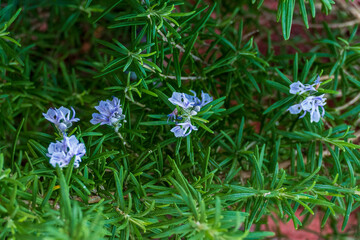 Lila farbene Rosmarin Blüten am Strauch