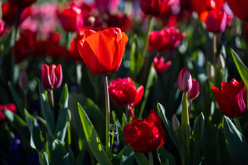 Colorful tulips and bright flowers in an expanse of green spring grass.