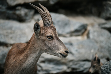 Close up portrait of a goat