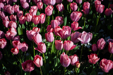 Fototapeta premium Colorful tulips and bright flowers in an expanse of green spring grass.