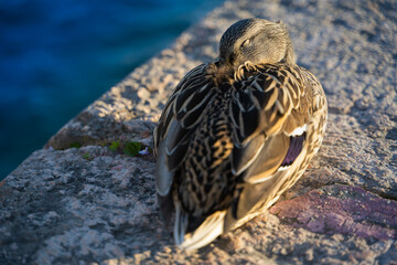 Mallard duck sleeping on the lake shore, female.