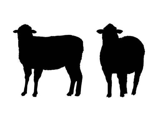 set of silhouettes of sheep	