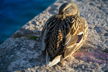 Mallard duck sleeping on the lake shore, female.