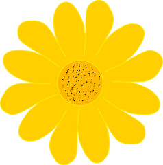 Single sunflower isolated on white background.