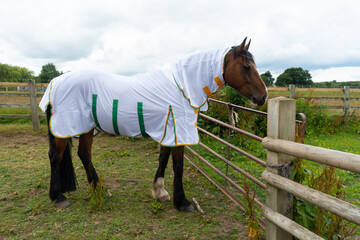 All wrapped up and protected against flies, a beautiful bay horse stands in field wearing a new Fly...