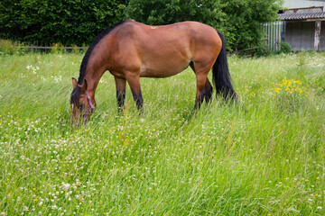Beautiful shiny healthy bay horse grazes in long meadow grass amongst the clover buttercups and other wildflowers! On a summers day in rural Shropshire.