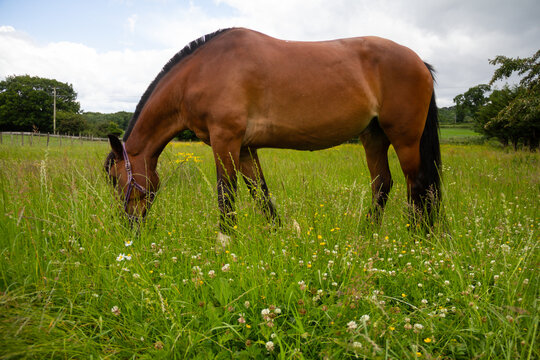 Bay horse grazing happily in long summer meadow with buttercups clover and other wildflowers growing freely, great for nature, maybe not so great for the horse as she gets fatter and over weight .