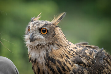 A european uhu closup at a falcrony in saarburg