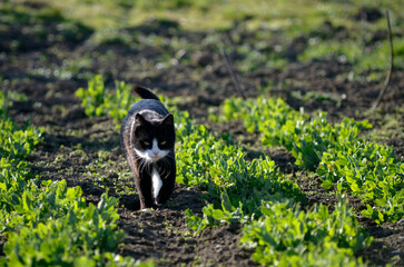 black and white cat in garden