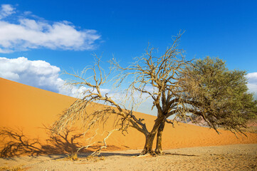 Fototapeta na wymiar Dead tree in the Namib desert