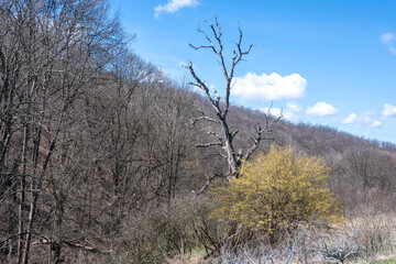 Spring landscape of Lyulin Mountain, Bulgaria