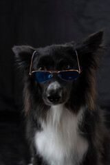 Border collie retrato