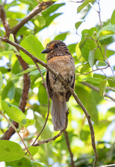 brown bird on a branch