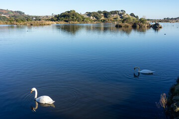 Whooper swans and other birds in the marshes of joyel natural park in Cantabria in a sunny day.