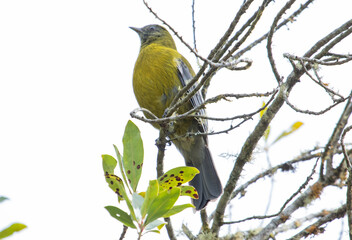rare bird