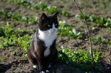 Black and white cat sitting