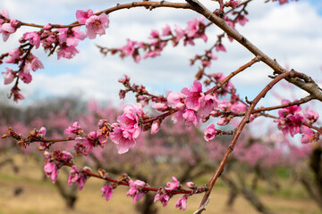 Fototapeta na wymiar pink peach blossoms in spring at calvert county southern maryland agricultural orchard usa 