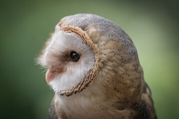 A barn owl closeup in a falcrony in saarland at summer