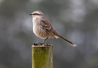 bird on a fence pole