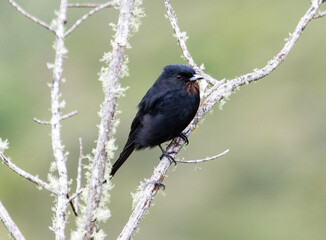 blackbird on a branch