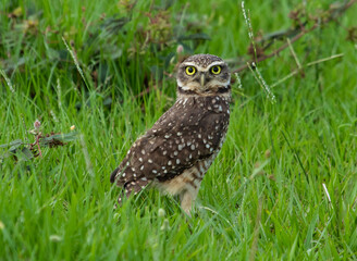 owl in the grass