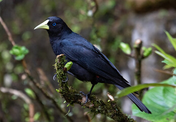 blackbird on a branch