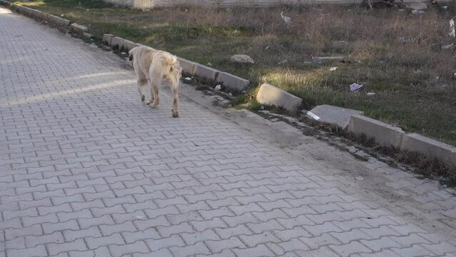 stray stray dog with a crippled leg, crippled dog,