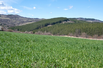 Fototapeta premium Spring landscape of Lyulin Mountain, Bulgaria