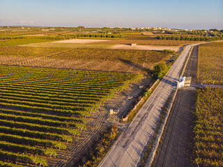 Aerial view of a vineyard plantation in late afternoon lights in Europe.