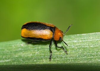 Clay-colored Leaf Beetle (Anomoea laticlavia) on a blade of grass with copy space. Native to Central and Eastern USA, also called the Persimmon beetle.
