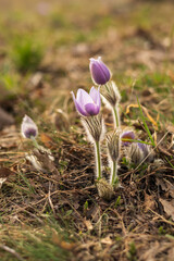 Pasque flowers on spring field. Photo Pulsatilla grandis with nice bokeh.