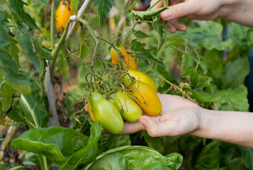 Farmer holds in his hands fleshy and very juicy elongated yellow tomatoes Banana Legs. Organic...