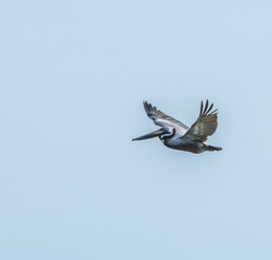 In Flight