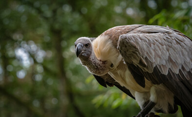 A white-backed vulture closeup in a falcrony in saarburg