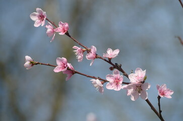 Fototapeta na wymiar Peach tree blossom at spring