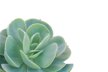 Echeveria Succulent Plant Isolated on White Background with Clipping Path