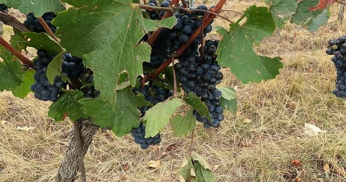 red grapes on a vine in autumn in austria